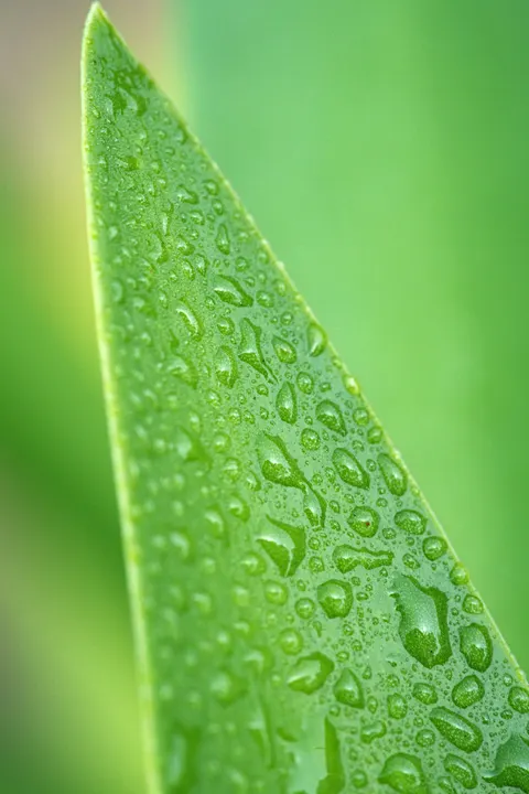 Rain Leaf Phone Wallpaper · rain · 1440×2160
