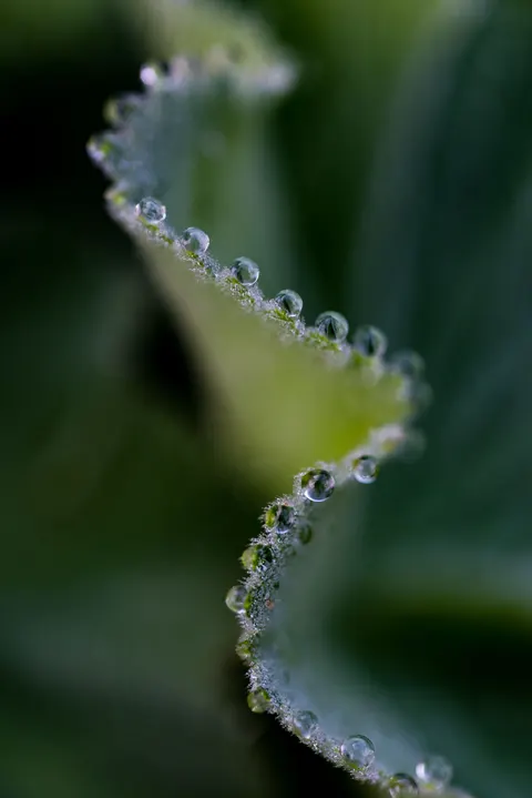 Rain Leaf Phone Wallpaper · rain · 1440×2157