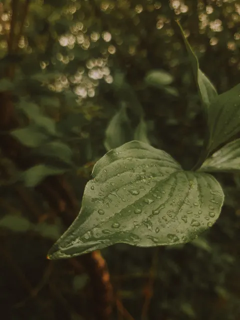 Rain Leaf Phone Wallpaper · rain · 1440×1920