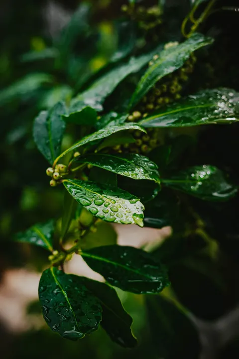 Rain Leaf Phone Wallpaper · rain · 1440×2160