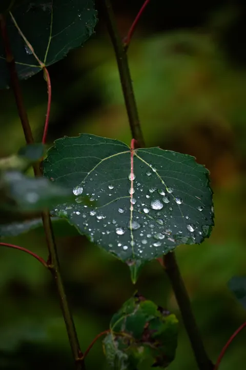 Rain Leaf Phone Wallpaper · rain · 1440×2160