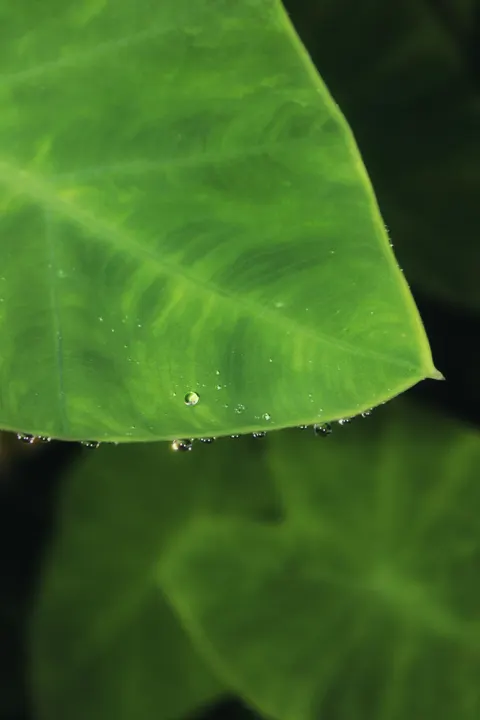Rain Leaf Phone Wallpaper · rain · 1440×2160