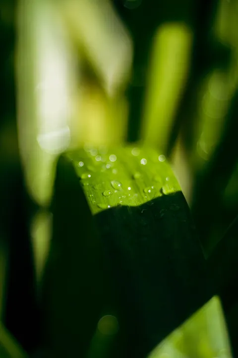 Rain Leaf Phone Wallpaper · rain · 1440×2160