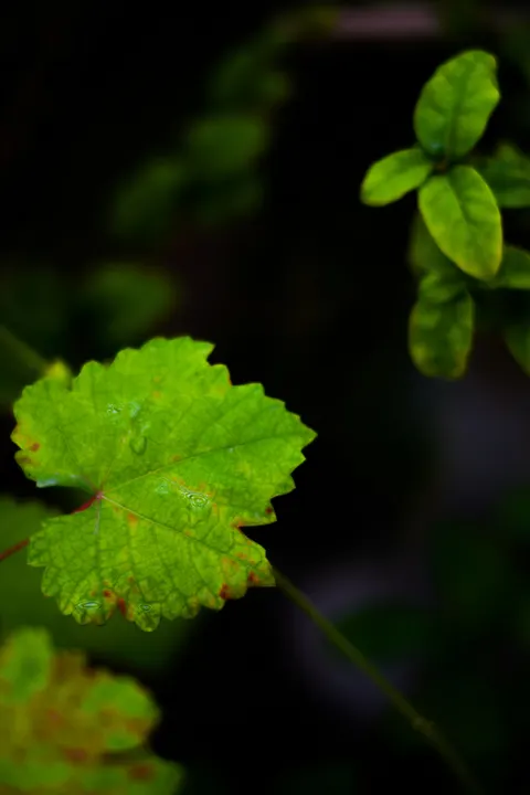 Rain Leaf Phone Wallpaper · rain · 1440×2160