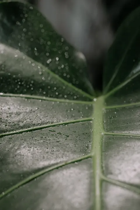 Rain Leaf Phone Wallpaper · rain · 1440×2160