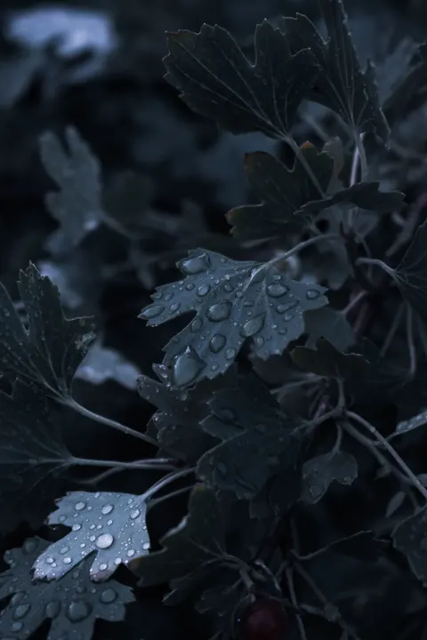 Rain Leaf Phone Wallpaper · rain · 1440×2160