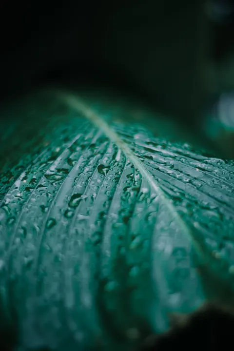 Rain Leaf Phone Wallpaper · rain · 1440×2160
