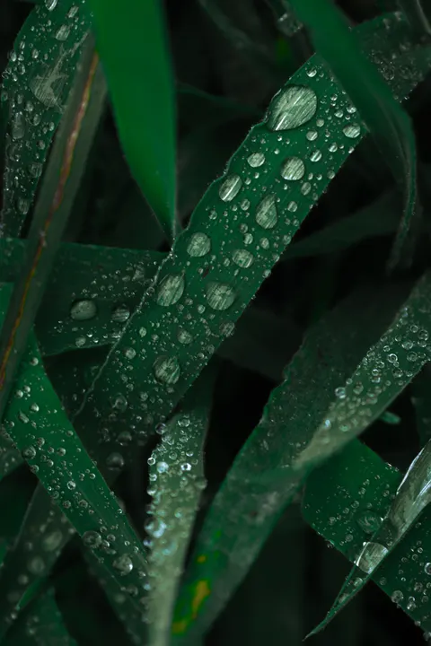 Rain Leaf Phone Wallpaper · rain · 1440×2160