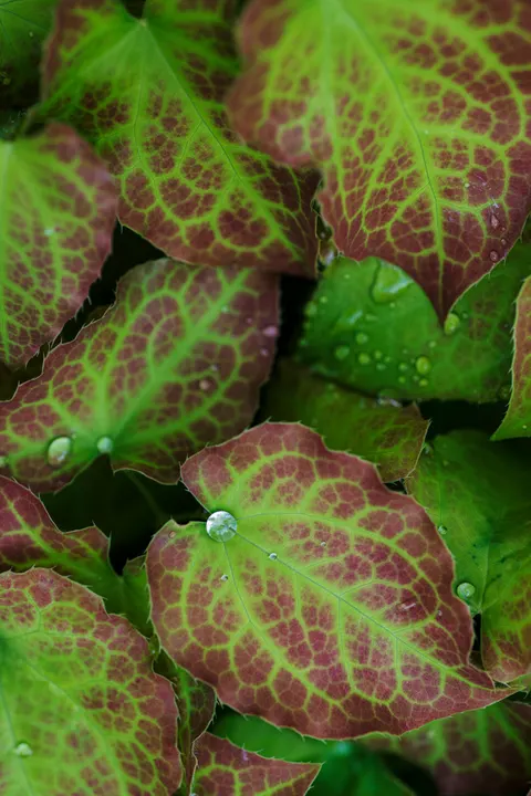 Rain Leaf Phone Wallpaper · rain · 1440×2160
