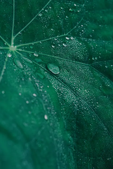Rain Leaf Phone Wallpaper · rain · 1440×2160