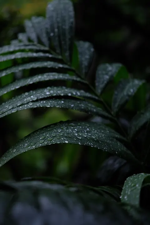 Yaprakta Yağmur Damlası Telefon Duvar Kağıdı · rain · 1440×2160