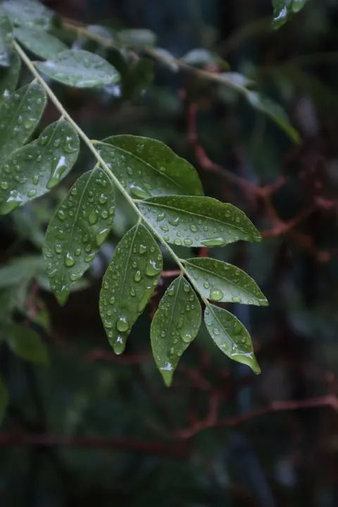 Rain Leaf Phone Wallpaper · rain · 1440×2160