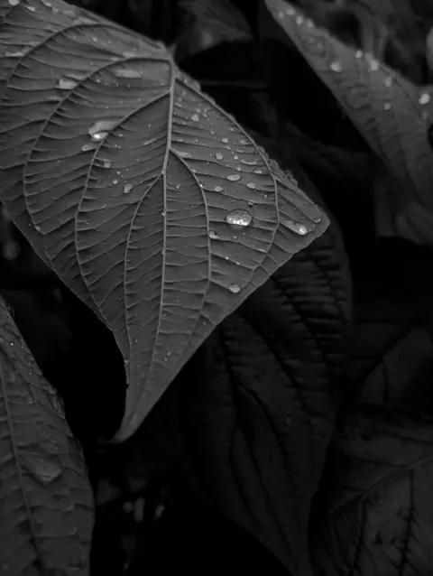 Rain Leaf Phone Wallpaper · rain · 1440×1913