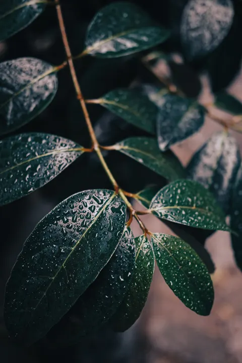 Rain Leaf Phone Wallpaper · rain · 1440×2160