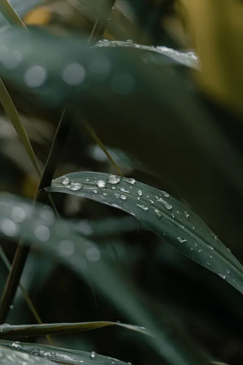 Rain Leaf Phone Wallpaper · rain · 1440×2160