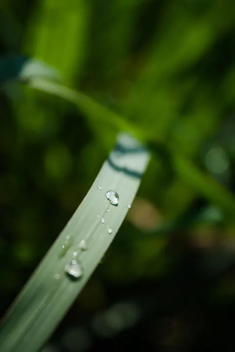 Rain Leaf Phone Wallpaper · rain · 1440×2160