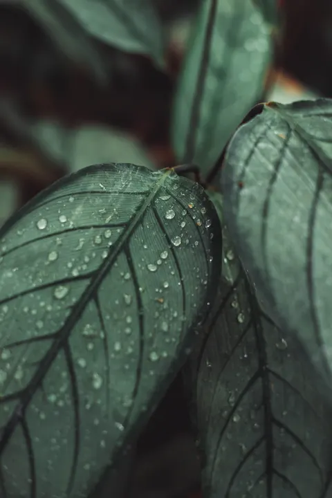 Rain Leaf Phone Wallpaper · rain · 1440×2160