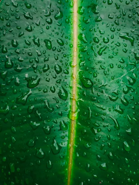 Rain Leaf Phone Wallpaper · rain · 1440×1920