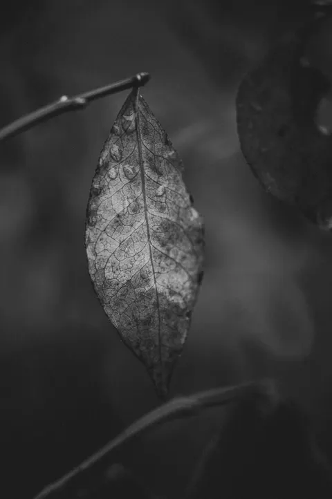 Rain Leaf Phone Wallpaper · rain · 1440×2166