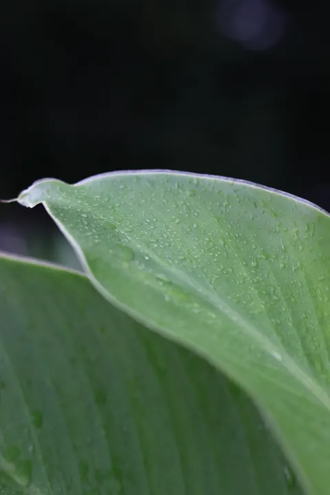 Rain Leaf Phone Wallpaper · rain · 1440×2160