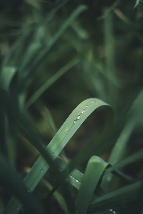 Rain Leaf Phone Wallpaper · rain · 1440×2160