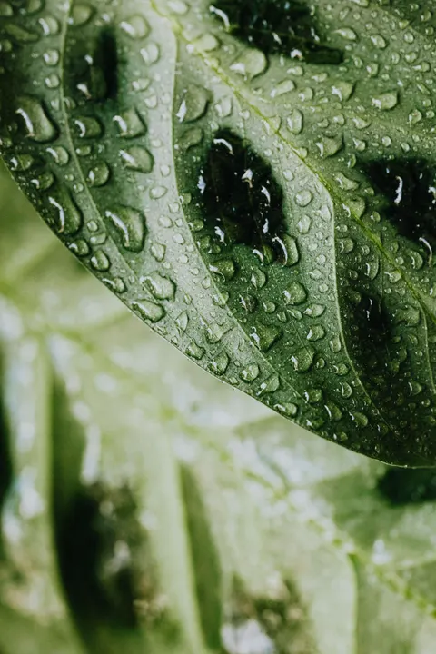 Rain Leaf Phone Wallpaper · rain · 1440×2160