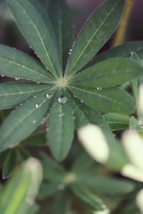 Rain Leaf Phone Wallpaper · rain · 1440×2160