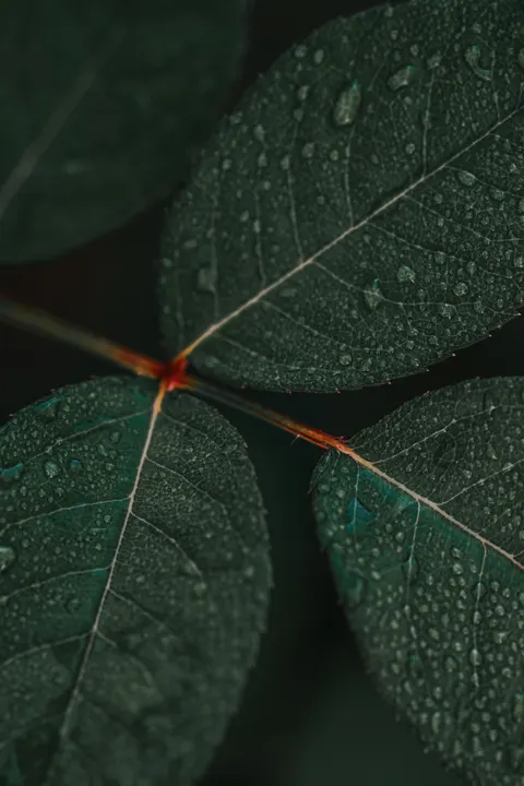 Rain Leaf Phone Wallpaper · rain · 1440×2160