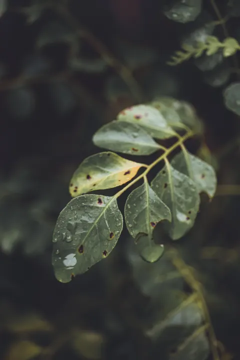 Rain Leaf Phone Wallpaper · rain · 1440×2160