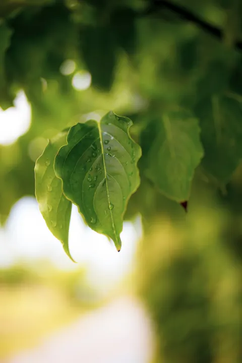 Rain Leaf Phone Wallpaper · rain · 1440×2160