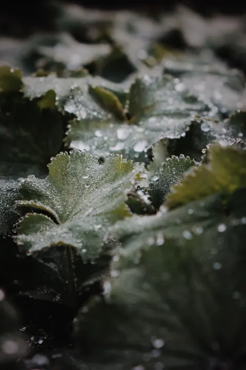 Rain Leaf Phone Wallpaper · rain · 1440×2160