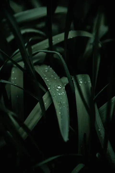 Rain Leaf Phone Wallpaper · rain · 1440×2160
