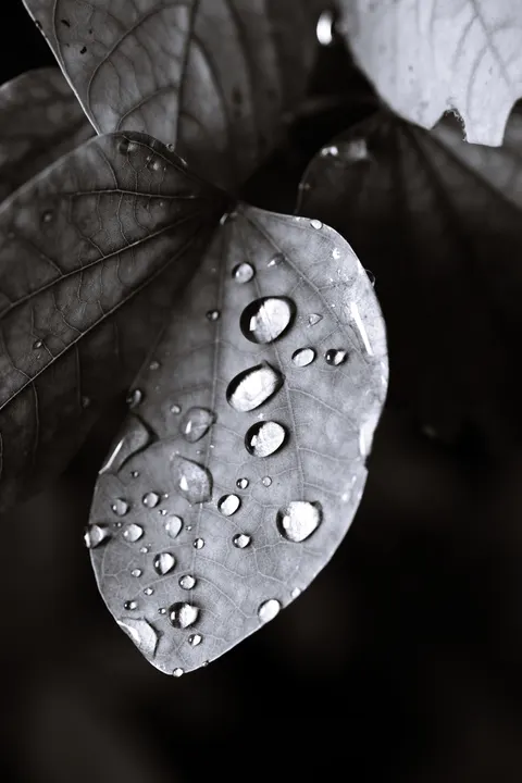Rain Leaf Phone Wallpaper · rain · 1440×2160
