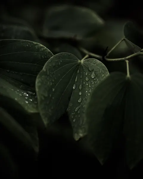 Rain Leaf Phone Wallpaper · rain · 1440×1800