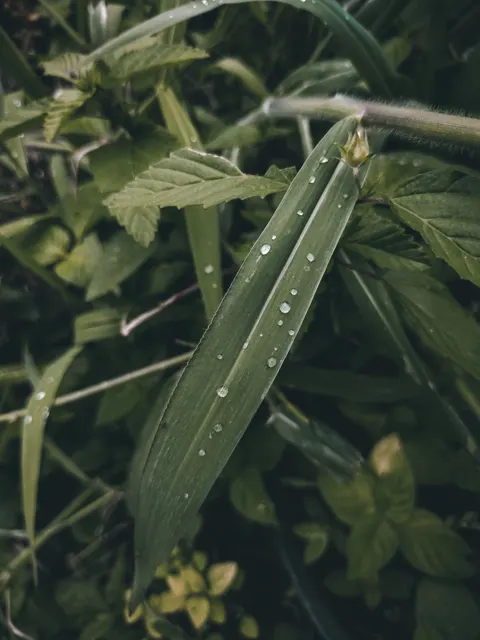 Rain Leaf Phone Wallpaper · rain · 1440×1920