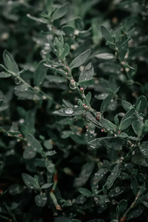 Rain Leaf Phone Wallpaper · rain · 1440×2160