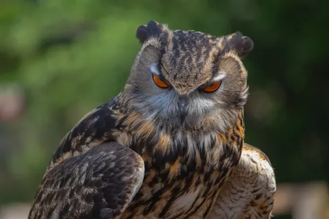 Baykuş 4K Duvar Kağıdı · animals · 3840×2560