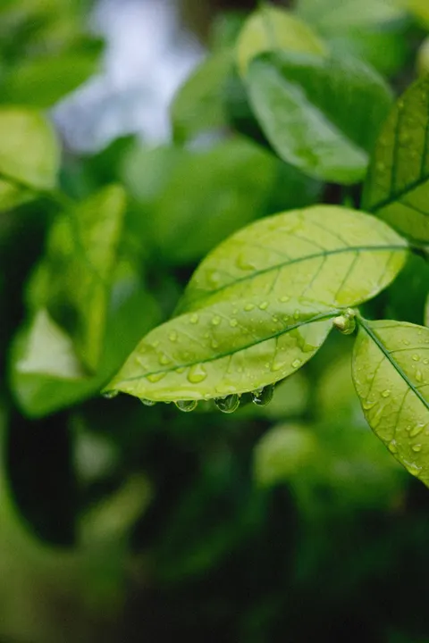 Rain Leaf Phone Wallpaper · rain · 1440×2160