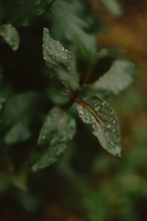 Rain Leaf Phone Wallpaper · rain · 1440×2160
