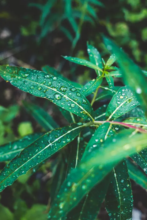 Rain Leaf Phone Wallpaper · rain · 1440×2160