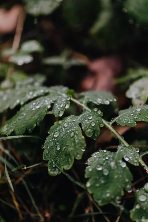 Rain Leaf Phone Wallpaper · rain · 1440×2160
