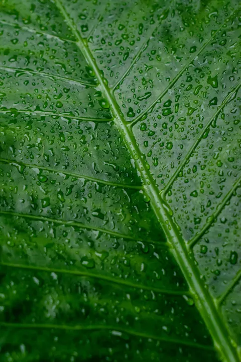 Rain Leaf Phone Wallpaper · rain · 1440×2158