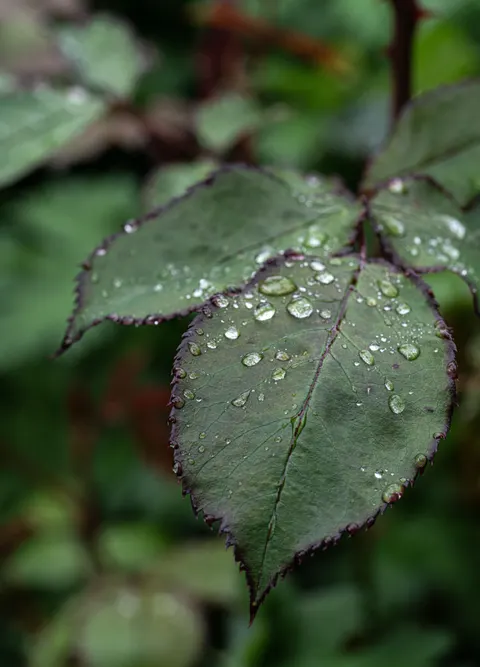 Rain Leaf Phone Wallpaper · rain · 1440×2000