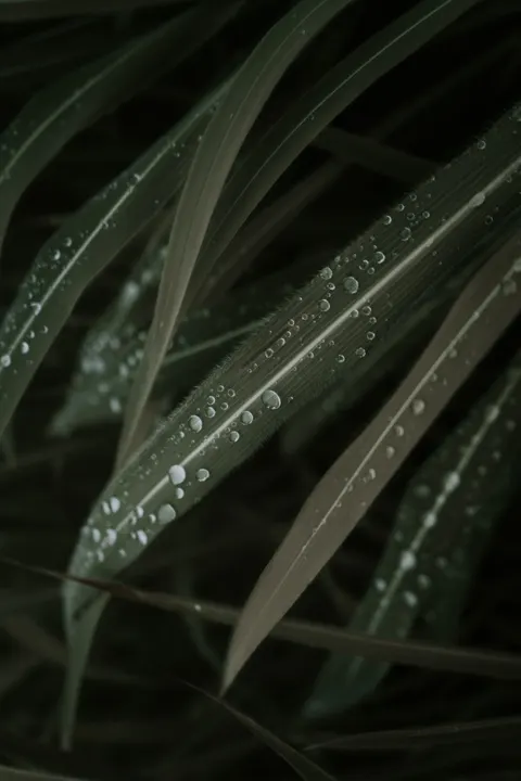 Rain Leaf Phone Wallpaper · rain · 1440×2159