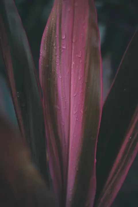 Rain Leaf Phone Wallpaper · rain · 1440×2160