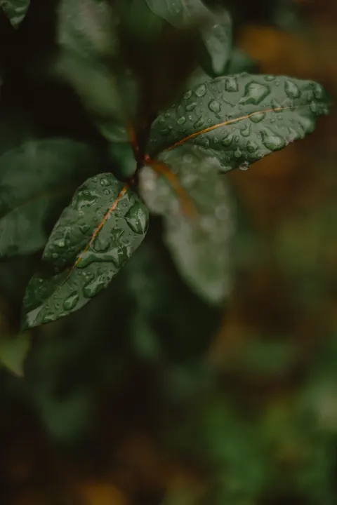 Rain Leaf Phone Wallpaper · rain · 1440×2160