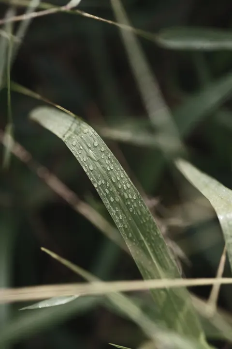 Rain Leaf Phone Wallpaper · rain · 1440×2160