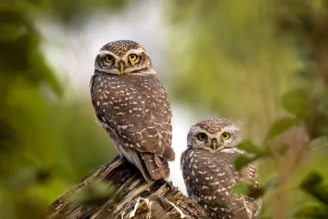 خلفية بومة بدقة 4K · animals · 3840×2560