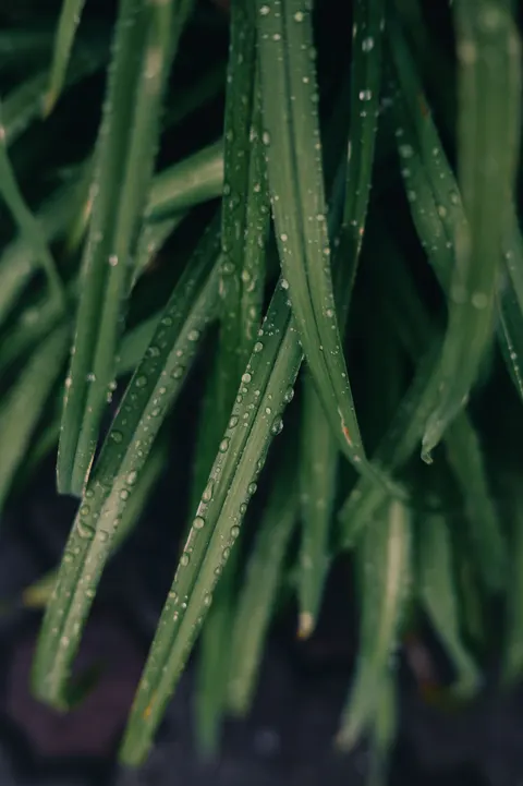 Rain Leaf Phone Wallpaper · rain · 1440×2164