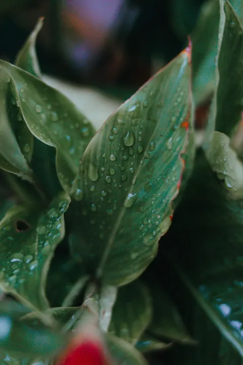 Rain Leaf Phone Wallpaper · rain · 1440×2166